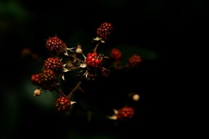 fruits-of-the-forest-1556704_1920